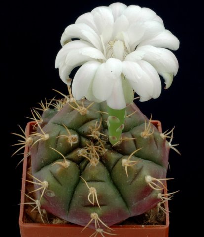 Gymnocalycium_damssi_2